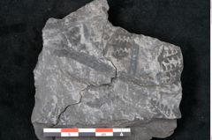 Foto (Detailansicht) von Odontopteris minor Brongniart (NHMW-GEO-2024-0188-10725)